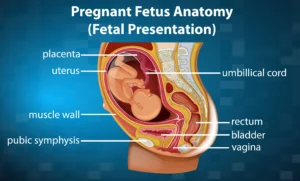 Is an Anterior Placenta Dangerous? The Truth About Placental Positioning